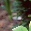 Polygonatum odoratum thunbergii 'Variegatum', habit