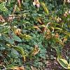 Polygonatum odoratum thunbergii 'Variegatum', habit