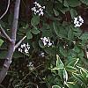Polygonatum odoratum thunbergii 'Variegatum', habit
