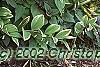 Polygonatum odoratum thunbergii 'Variegatum', habit