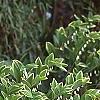 Polygonatum odoratum thunbergii 'Variegatum', habit