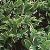 Polygonatum odoratum thunbergii 'Variegatum', habit