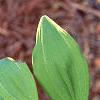 Polygonatum odoratum thunbergii 'Variegatum', leaves