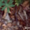Polygonatum odoratum thunbergii 'Variegatum', leaves