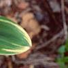 Polygonatum odoratum thunbergii 'Variegatum', leaves