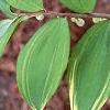 Polygonatum odoratum thunbergii 'Variegatum', leaves