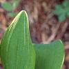Polygonatum odoratum thunbergii 'Variegatum', leaves