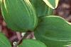 Polygonatum odoratum thunbergii 'Variegatum', leaves