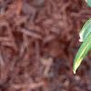 Polygonatum odoratum thunbergii 'Variegatum', leaves