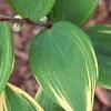 Polygonatum odoratum thunbergii 'Variegatum', leaves