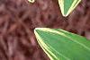 Polygonatum odoratum thunbergii 'Variegatum', leaves