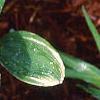 Polygonatum odoratum thunbergii 'Variegatum', leaves
