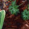 Polygonatum odoratum thunbergii 'Variegatum', leaves