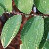 Polygonatum odoratum thunbergii 'Variegatum', leaves