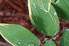 Polygonatum odoratum thunbergii 'Variegatum', leaves