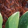 Polygonatum odoratum thunbergii 'Variegatum', leaves