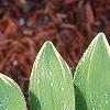 Polygonatum odoratum thunbergii 'Variegatum', leaves