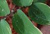 Polygonatum odoratum thunbergii 'Variegatum', leaves