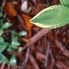 Polygonatum odoratum thunbergii 'Variegatum', leaves
