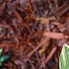 Polygonatum odoratum thunbergii 'Variegatum', leaves