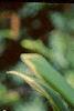 Polygonatum odoratum thunbergii 'Variegatum', flowers