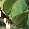 Polygonatum odoratum thunbergii 'Variegatum', flowers
