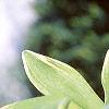 Polygonatum odoratum thunbergii 'Variegatum', flowers