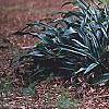 Rohdea japonica, habit