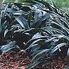 Rohdea japonica, habit