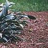 Rohdea japonica, habit