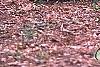 Rohdea japonica, habit