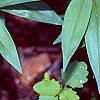 Maianthemum stellatum, habit