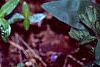 Maianthemum stellatum, habit