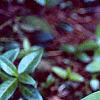 Maianthemum stellatum, habit