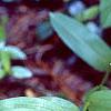 Maianthemum stellatum, habit
