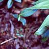 Maianthemum stellatum, habit
