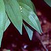 Maianthemum stellatum, habit