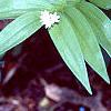 Maianthemum stellatum, habit
