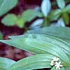 Maianthemum stellatum, habit
