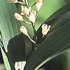 Maianthemum stellatum, flowers