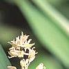 Maianthemum stellatum, flowers