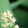 Maianthemum stellatum, flowers