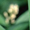 Maianthemum stellatum, flowers
