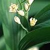 Maianthemum stellatum, flowers