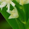 Maianthemum stellatum, flowers