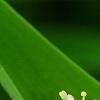 Maianthemum stellatum, flowers