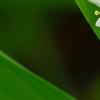 Maianthemum stellatum, flowers