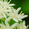 Maianthemum stellatum, flowers