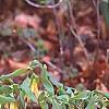 Uvularia grandiflora, habit