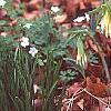 Uvularia grandiflora, habit